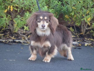 Miniature Dachshund dogs in Cardiff - Advert 8