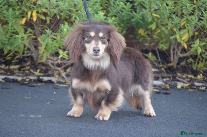 Miniature Dachshund dogs in Cardiff - Advert 1