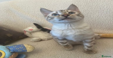 Bengal cats OUTSTANDING TICA reg BENGAL KITTENS - Advert 5