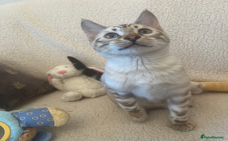 Bengal cats OUTSTANDING TICA reg BENGAL KITTENS - Advert 16