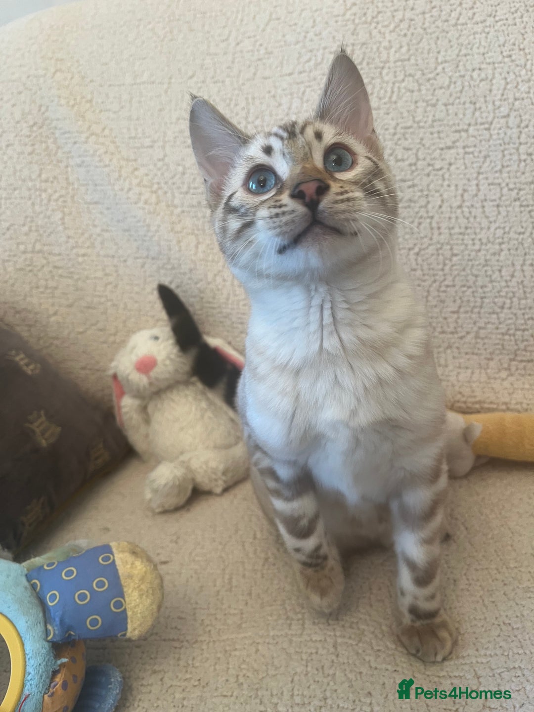 Bengal cats for sale: OUTSTANDING TICA reg BENGAL KITTENS - Advert 3