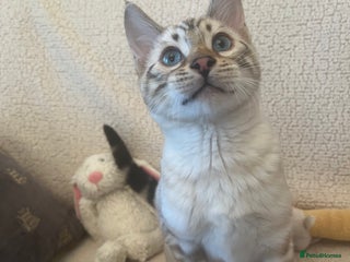 Bengal cats OUTSTANDING TICA reg BENGAL KITTENS - Advert 17