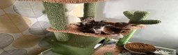 Mixed Breed cats for sale: Stunning bengal cross kittens - Advert 15