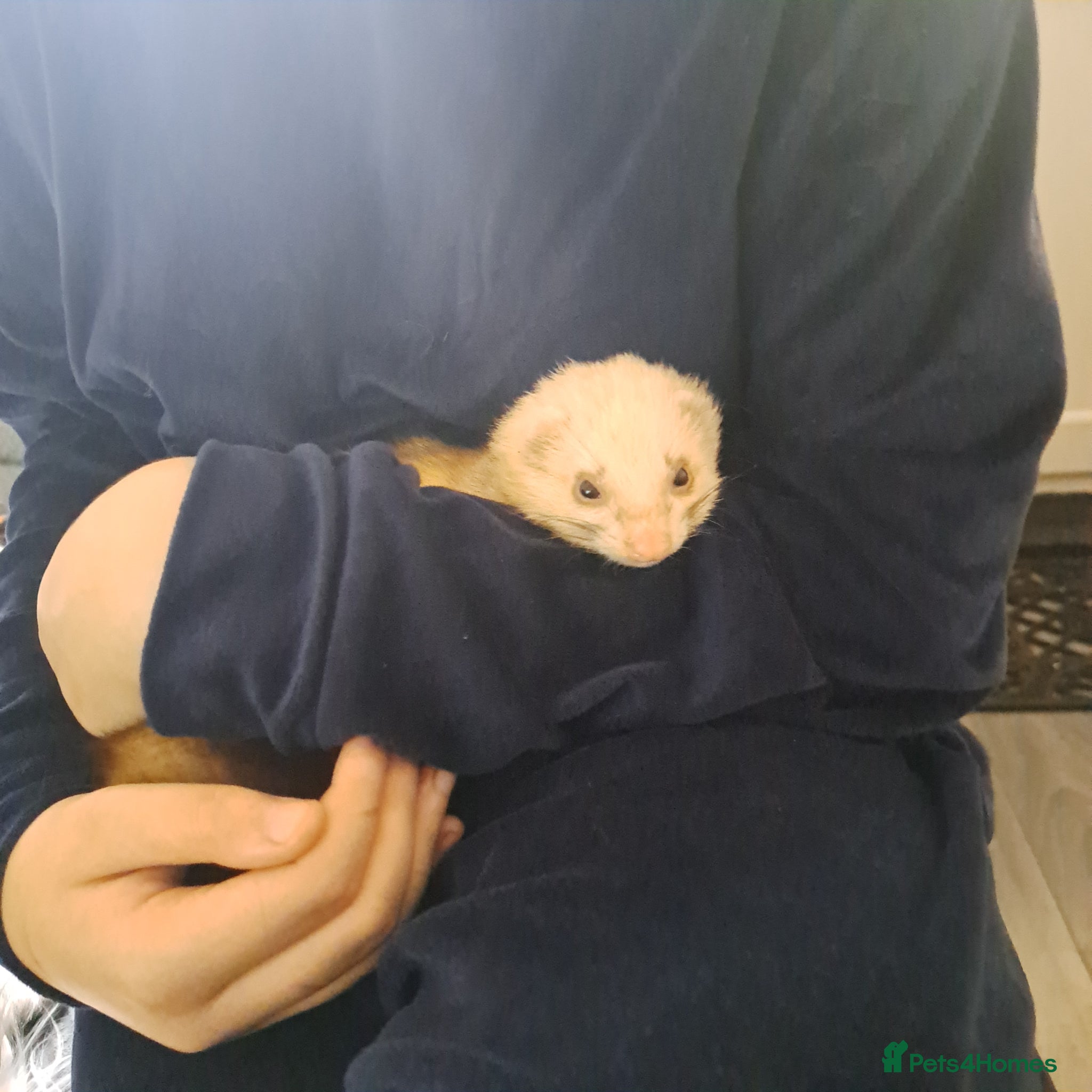 Ferret rodents Friendly ferret  - Advert 1