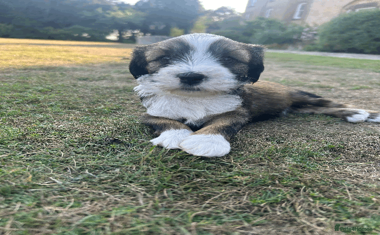 Tibetan Terrier dogs - Advert 1