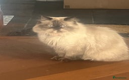Persian cats for sale: Seal Colourpoint Persian Kittens - Image 1
