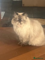 Persian cats - Advert 3