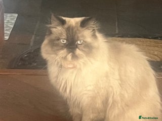 Persian cats - Advert 7