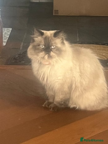 Persian cats - Advert 8