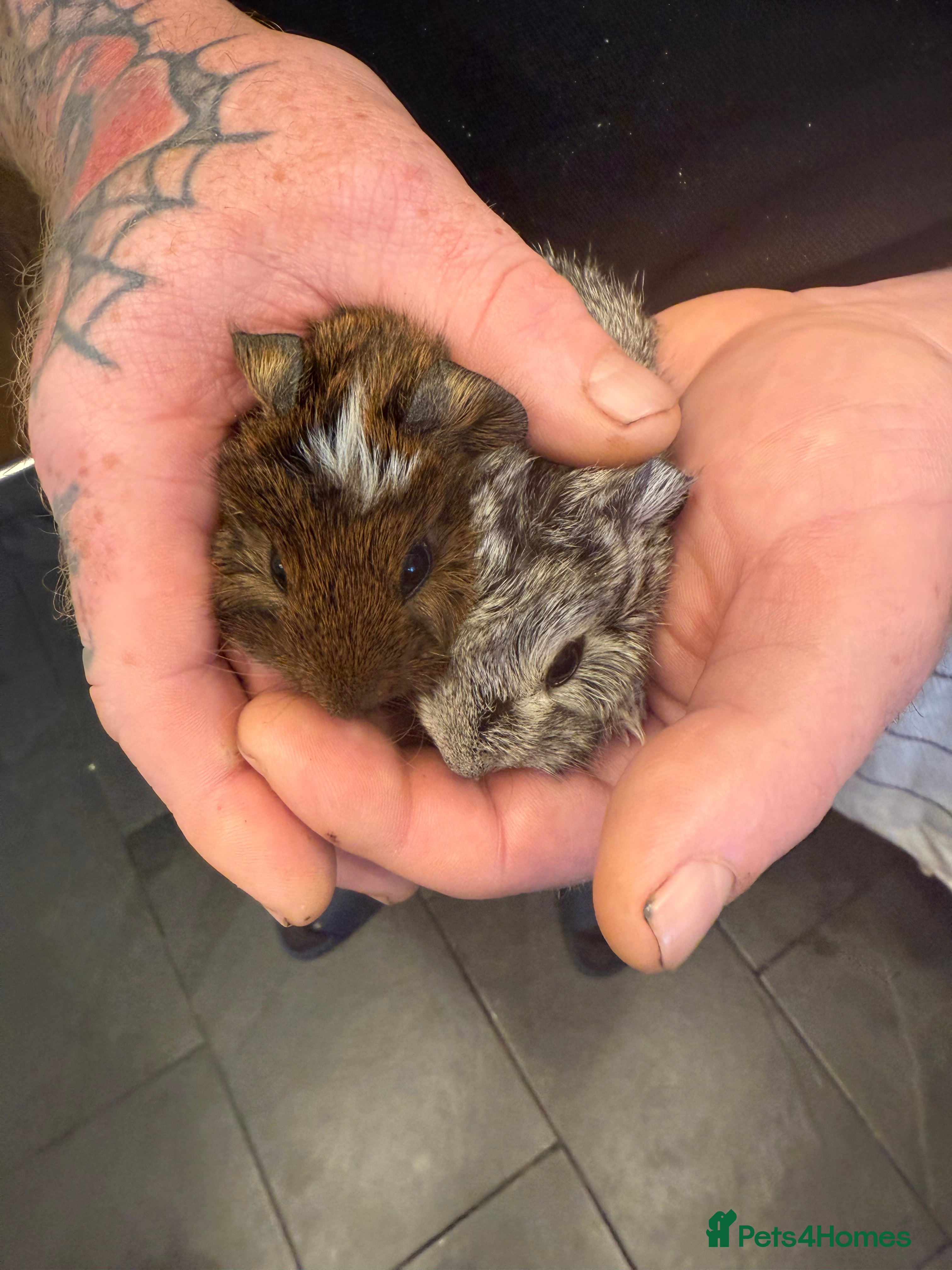 Guinea Pig rodents Baby guinea pigs 2X BOYS LEFT READY NOW - Advert 19