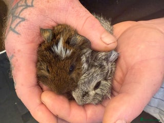 Guinea Pig rodents Baby guinea pigs 2X BOYS LEFT READY NOW - Advert 7