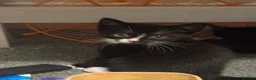 Mixed Breed dogs for sale: Mixed blk&wht  kittens available now - Advert 13