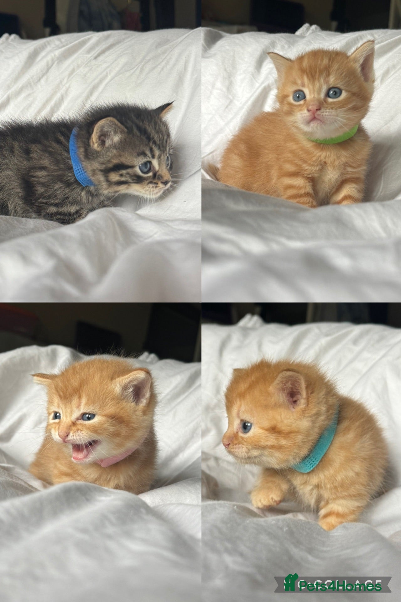 Mixed Breed cats Bsh/bengal x mainecoon  - Advert 1
