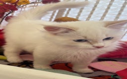 Siberian cats for sale: GCCF Registered Siberian Neva Masquerade Kittens  - Image 3