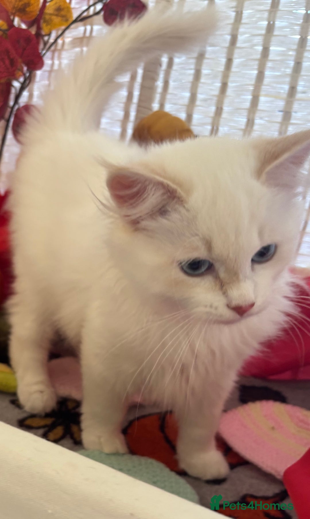 Siberian cats for sale: GCCF Registered Siberian Neva Masquerade Kittens  - Image 3