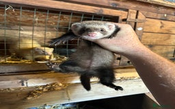 Ferret rodents for sale: Kits for sale  - Image 3