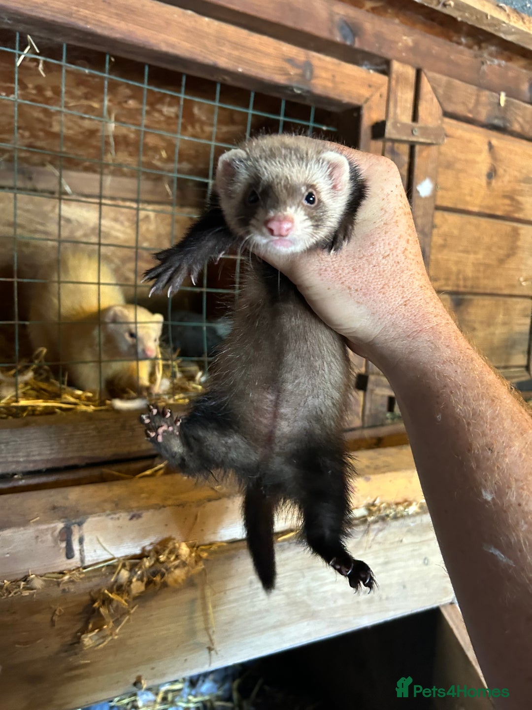 Ferret rodents for sale: Kits for sale  - Image 3