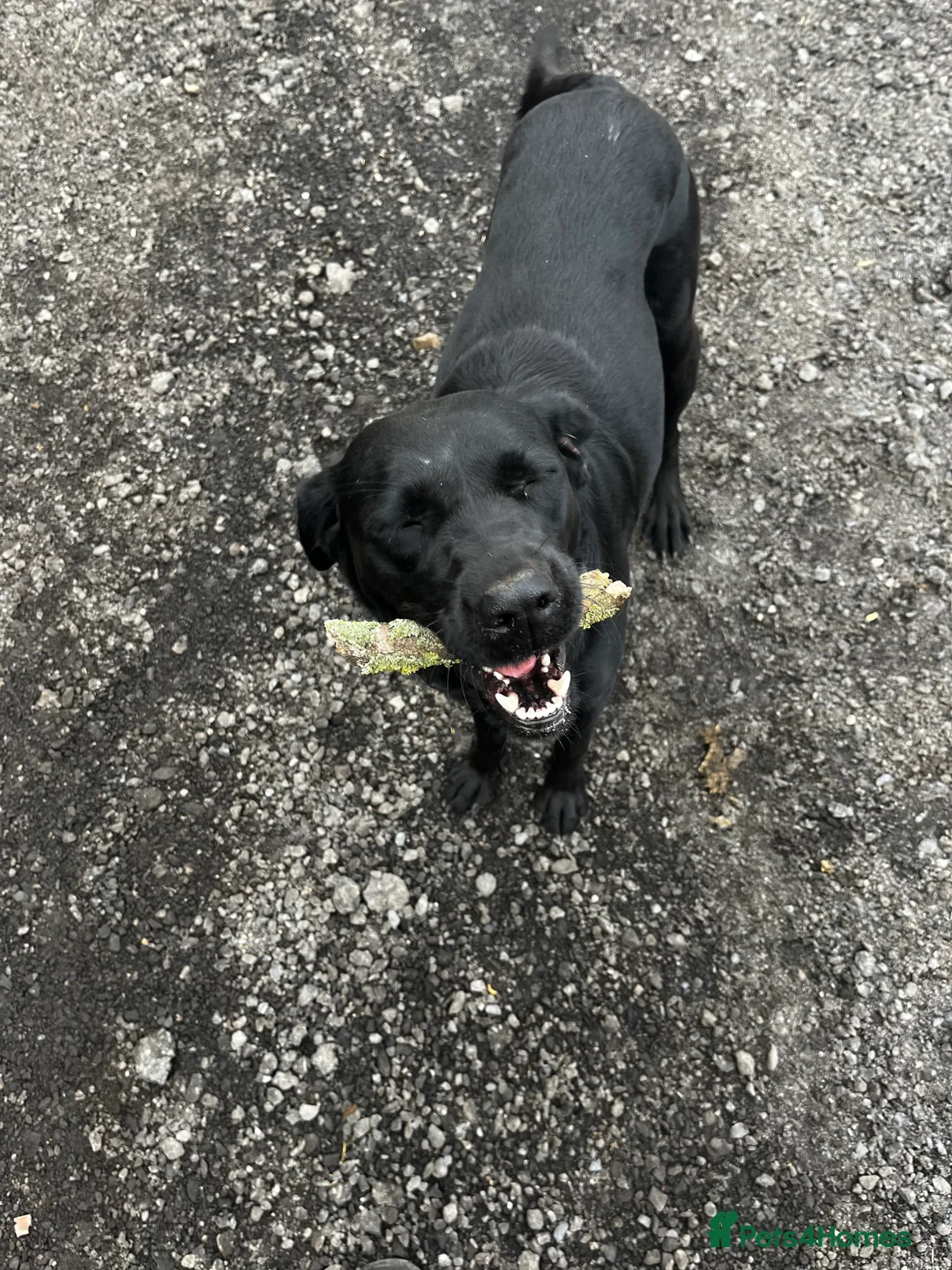 Mixed Breed dogs for sale: Adorable rotadors  - Advert 4