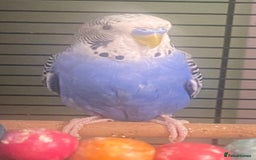 Budgerigars birds for sale: Willow. Male budgie. With cage. 3 years old.  - Image 6