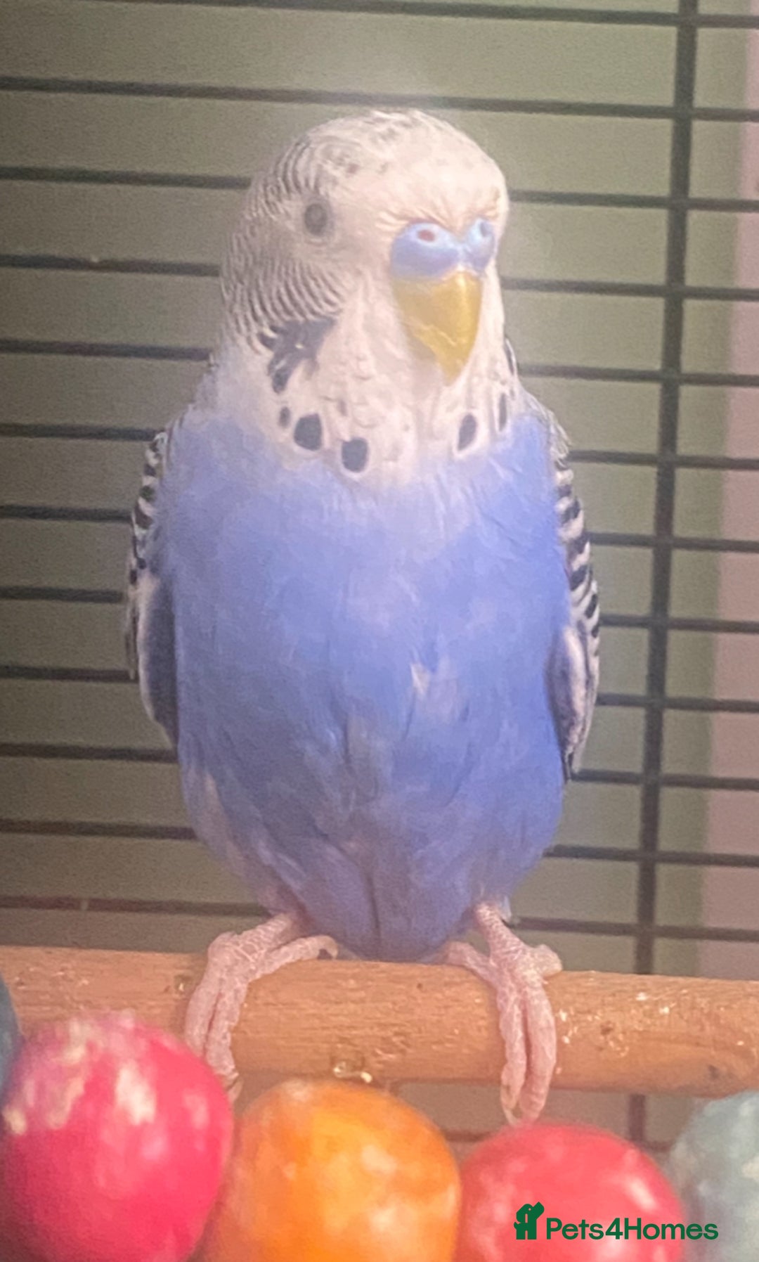 Budgerigars birds for sale: Willow. Male budgie. With cage. 3 years old.  - Image 6