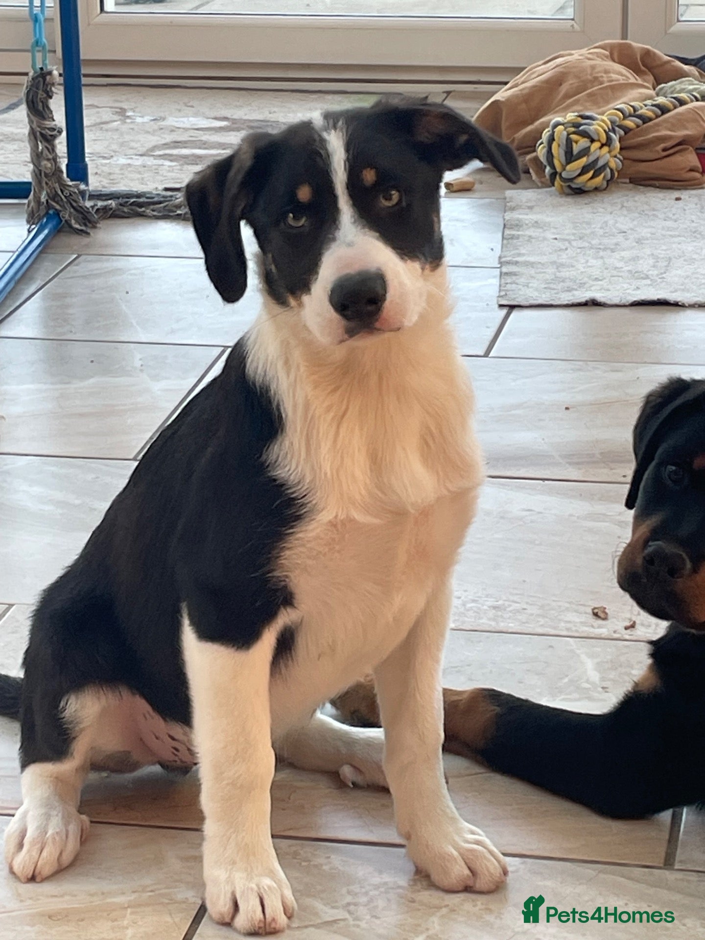 Australian Shepherd dogs Boys available. - Advert 4