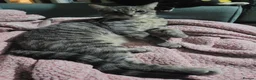 Mixed Breed cats for sale: 4 Mixed breed kittens - Advert 2