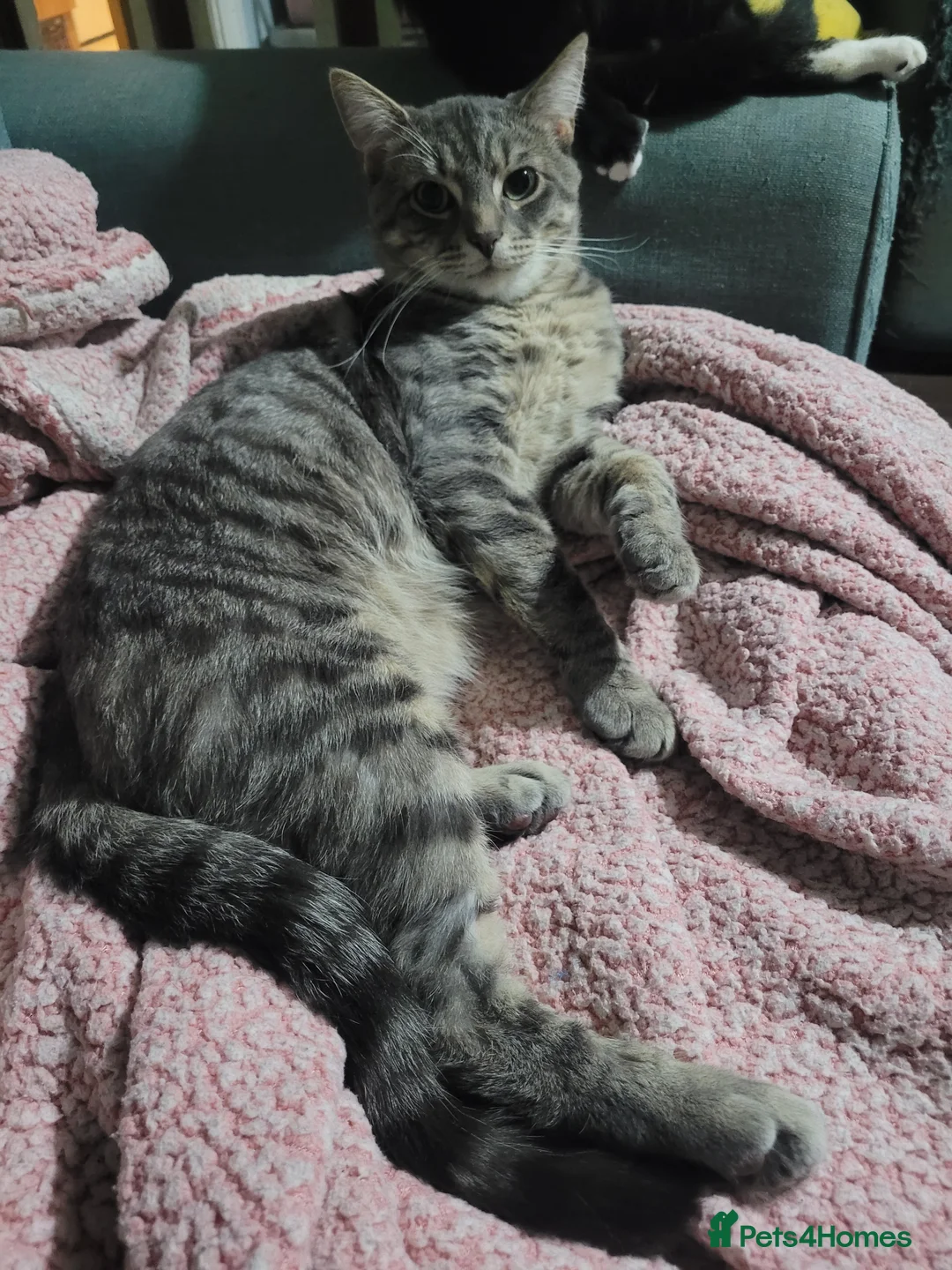 Mixed Breed cats for sale: 4 Mixed breed kittens - Advert 2