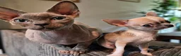 Sphynx cats for sale: Cuddly sphynx cat - Advert 5