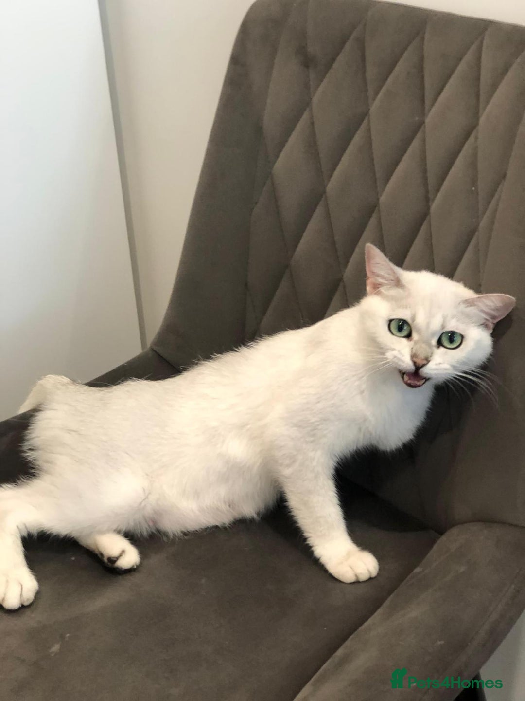 British Shorthair cats for sale: BSH Girl for rehoming - Advert 2