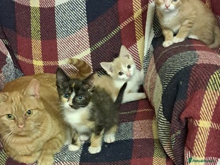 Mixed Breed cats 3 beautiful kittens for sale - Advert 2