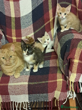 Mixed Breed cats 3 beautiful kittens for sale - Advert 2