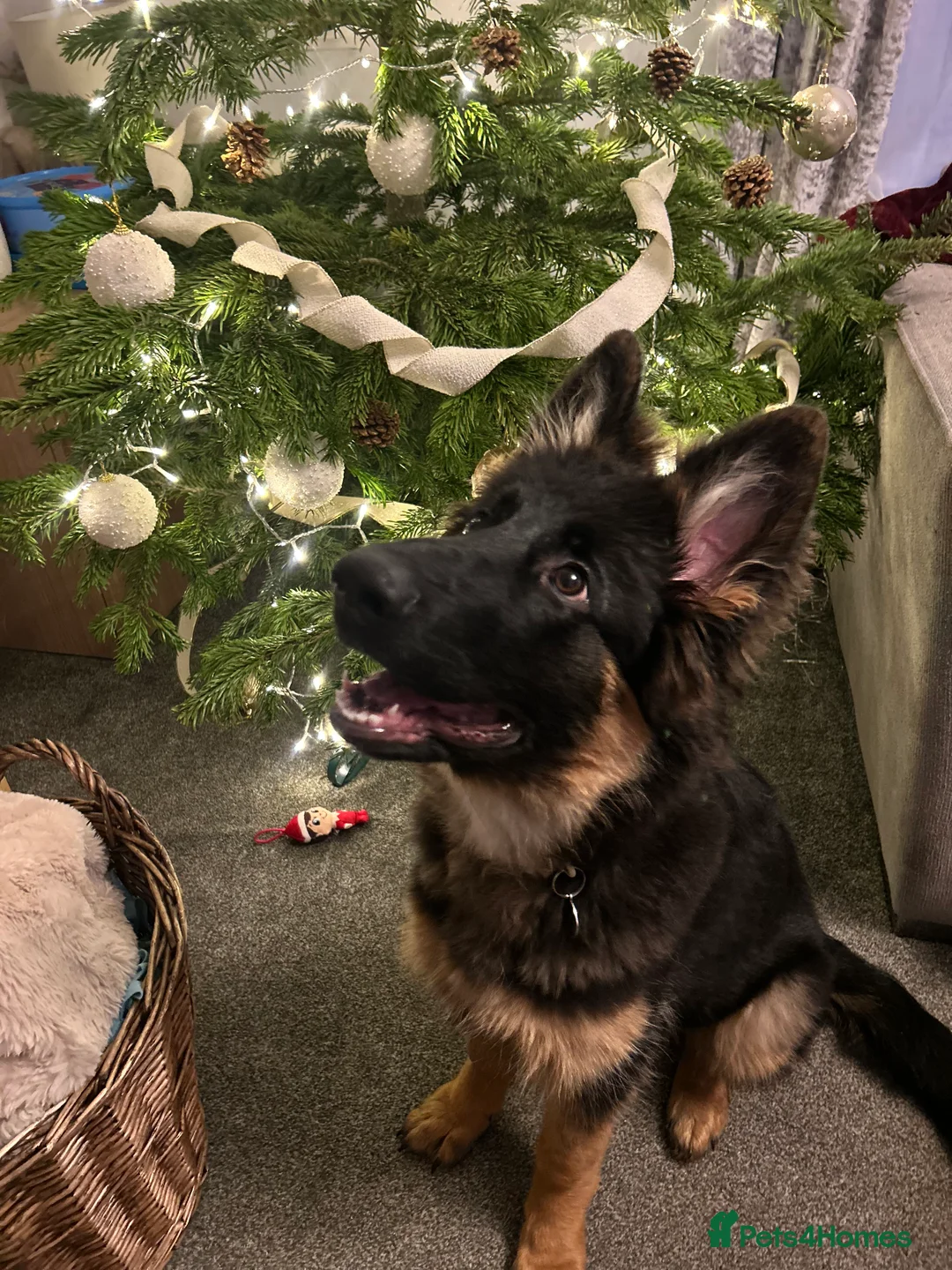 German Shepherd dogs for sale: 7 month old female GSD - Advert 12