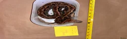 Boa Snake reptiles for sale: Madagascar ground boas babies - Advert 6