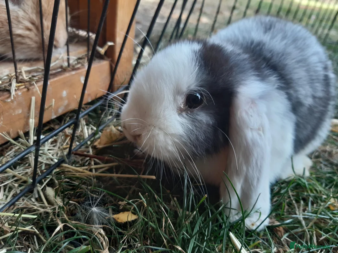 Mini Lop rabbits for sale: Gorgeous Mini lops child friendly  - Advert 12