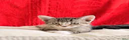 Mixed Breed cats for sale: Grey tuxedo cat mixed with tabby  in Bromley - Advert 1