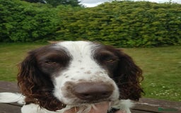 Sprocker dogs for sale: Black and white Sprockers looking for homes  - Image 15
