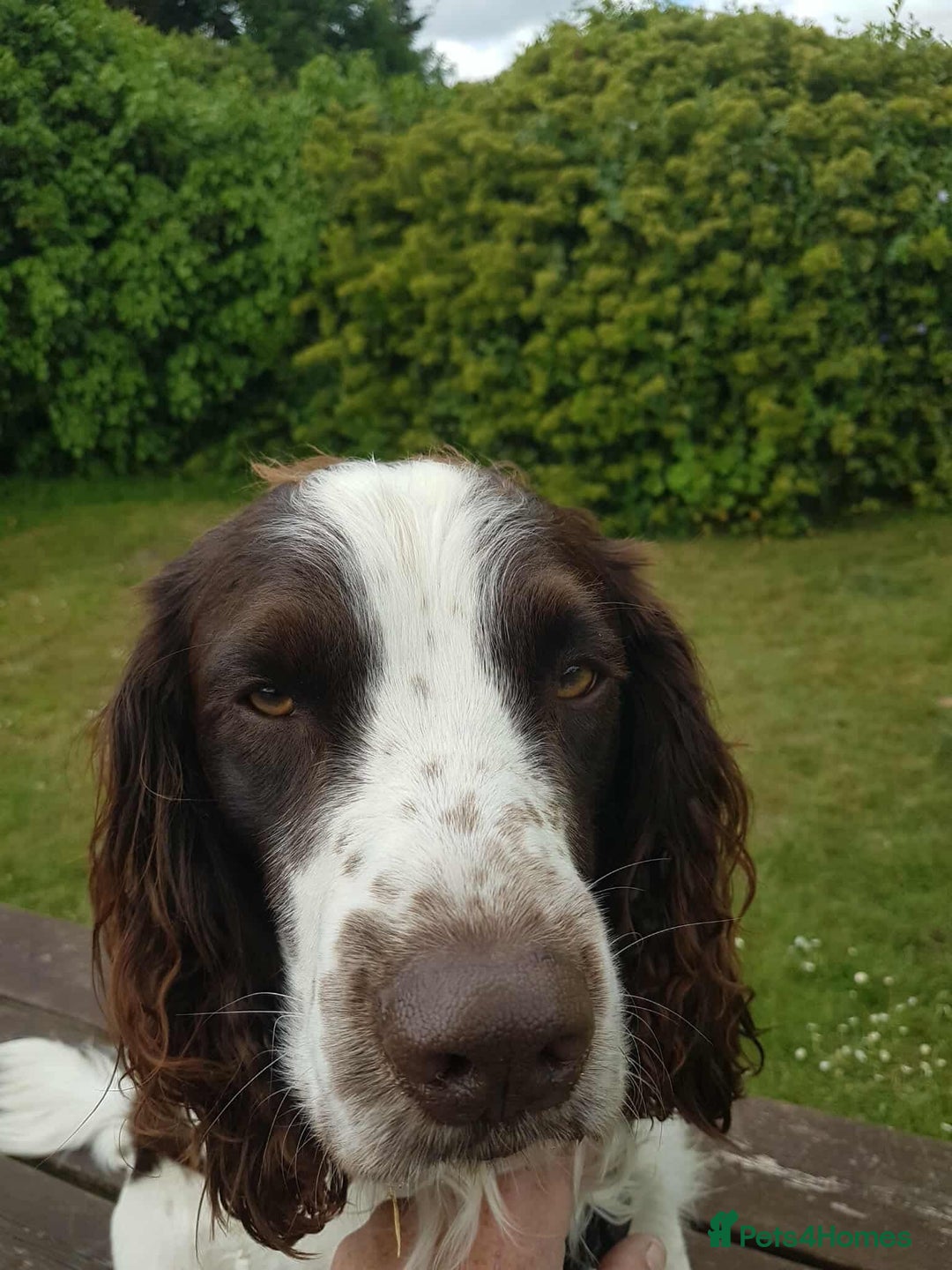 Sprocker dogs for sale: Black and white Sprockers looking for homes  - Image 15