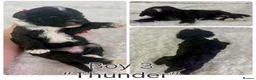 Mixed Breed dogs for sale: Stunning F1 parti Ttoodle pups ❤️Tibetan doodles❤️ - Advert 7