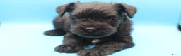 Miniature Schnauzer dogs for sale: 🌟 Exceptional KC Miniature Schnauzer Puppies 🌟 - Advert 21