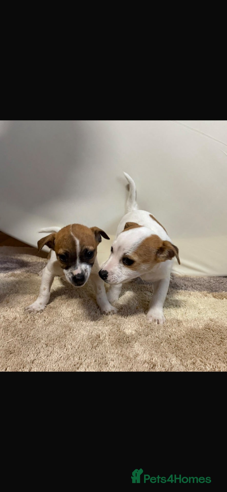 Jack Chi dogs Beautiful Jack Chi puppies for sale  - Advert 1