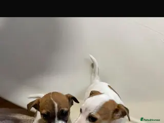 Jack Chi dogs Beautiful Jack Chi puppies for sale - Advert 1