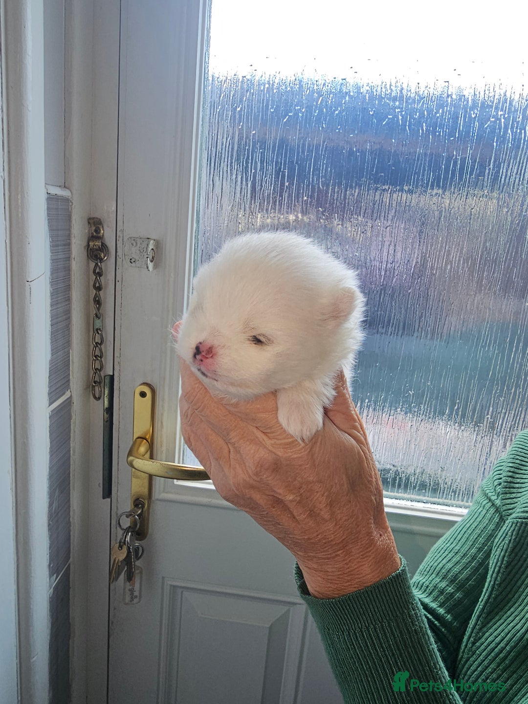 Pomeranian dogs for sale: Pure white boy - Advert 4