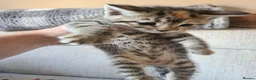 Bengal cats for sale: Kittens x bengal READY TO LEAVE  - Advert 16