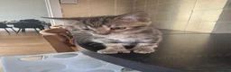 Mixed Breed cats for sale: Gorgeous Kittens  - Advert 9