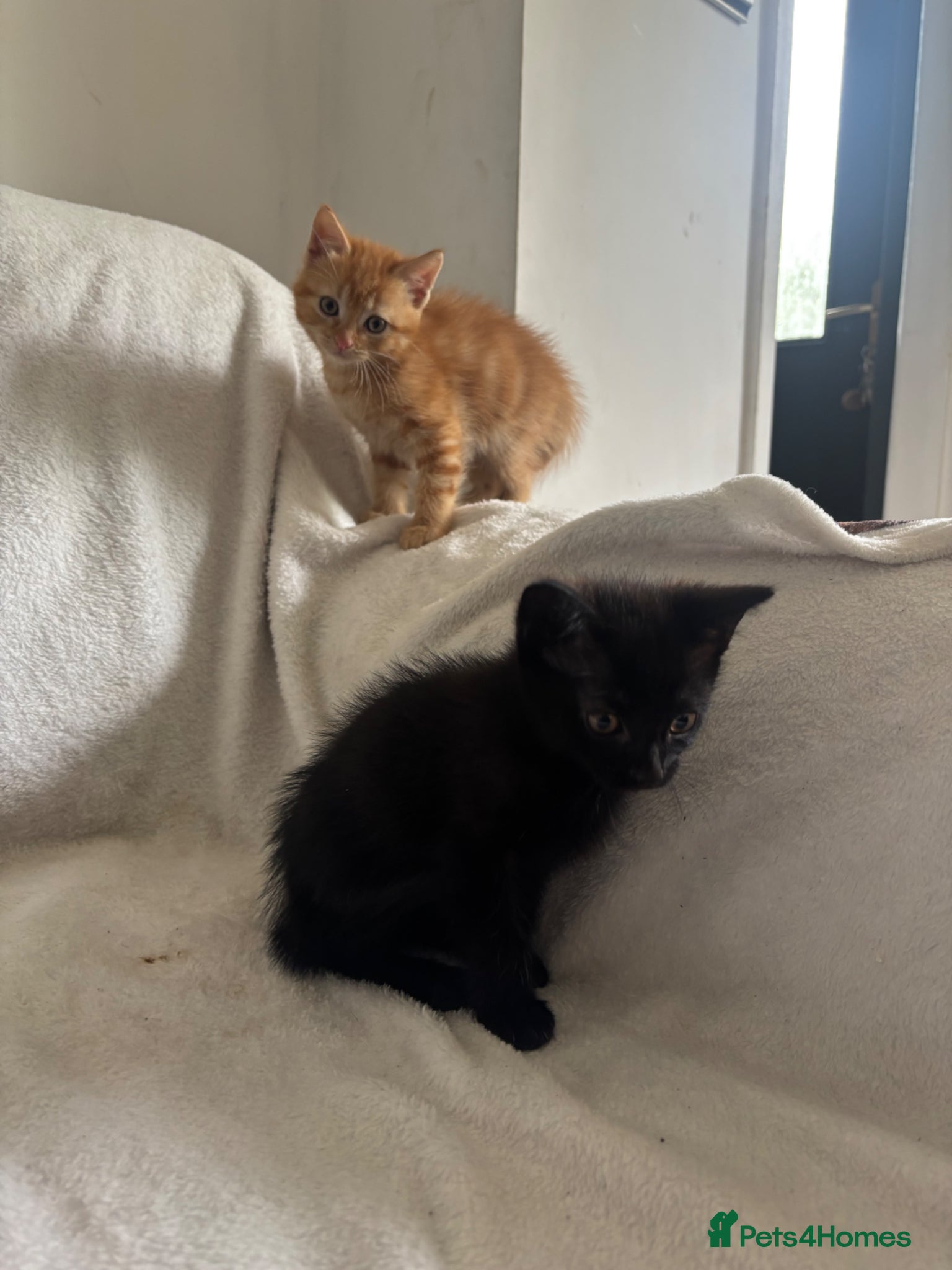 Mixed Breed cats for sale: Mixed breeed - Advert 3