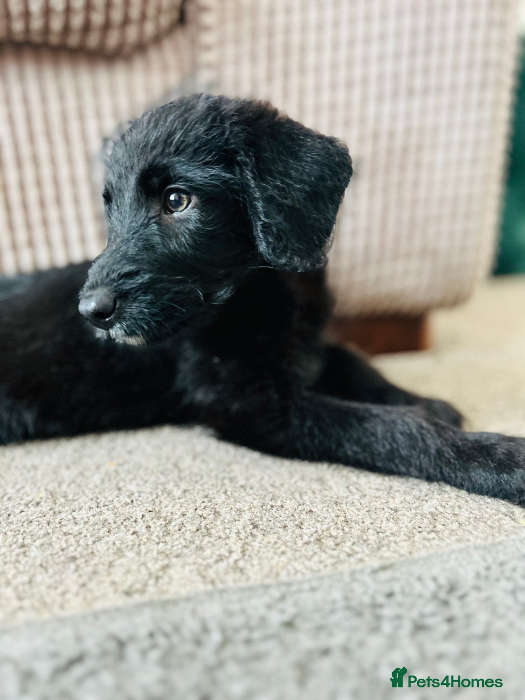 Mixed Breed dogs for sale: Mixed breed puppy  - Image 2