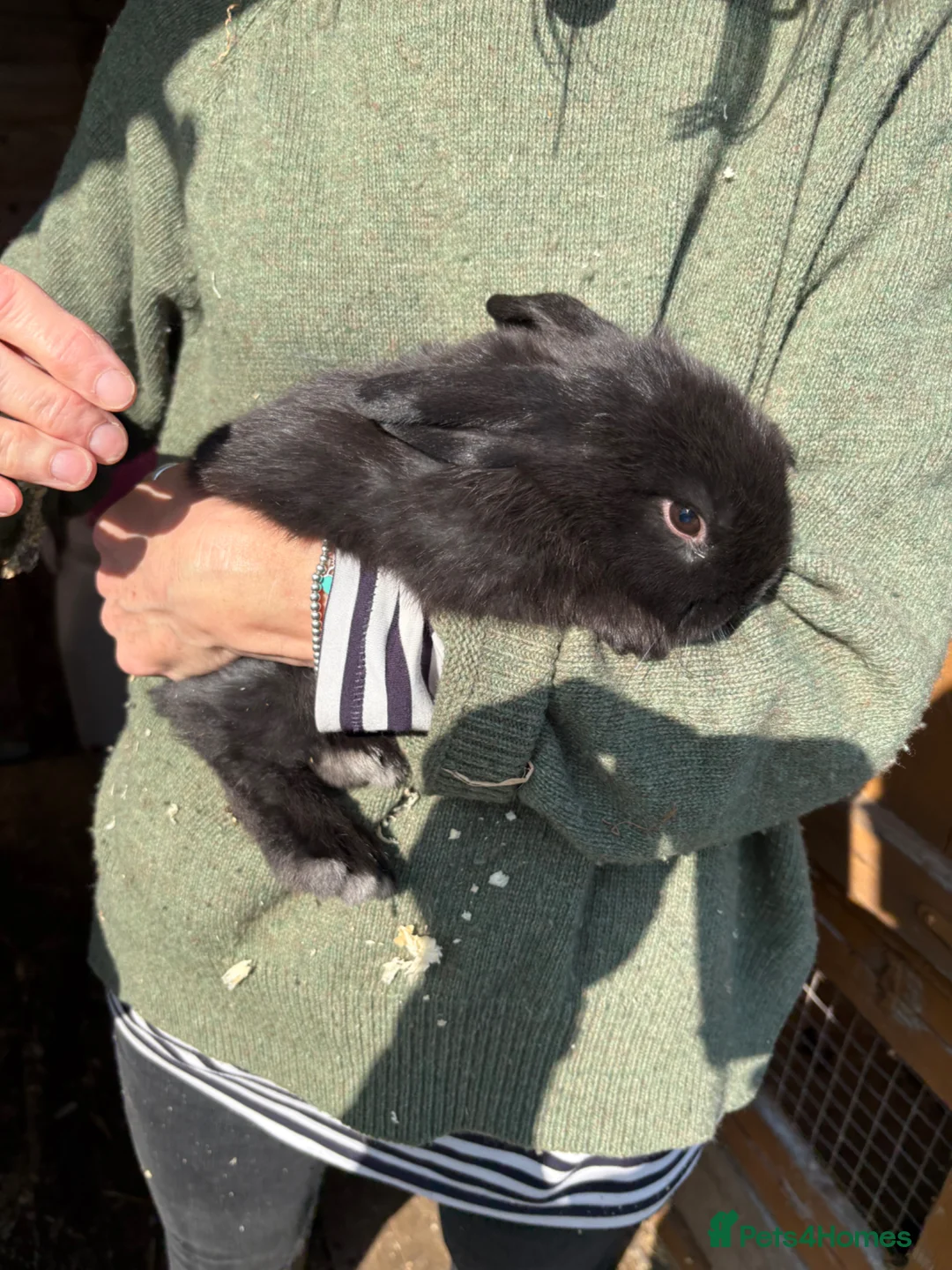 Mini Lop rabbits for sale: Mini Lops - Advert 2