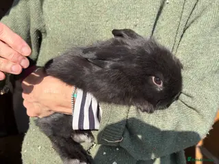 Mini Lop rabbits Mini Lops - Advert 5