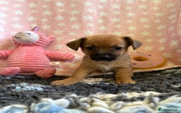 Mixed Breed dogs for sale: Stunning Tiny Yorkie Jack puppies  - Image 5