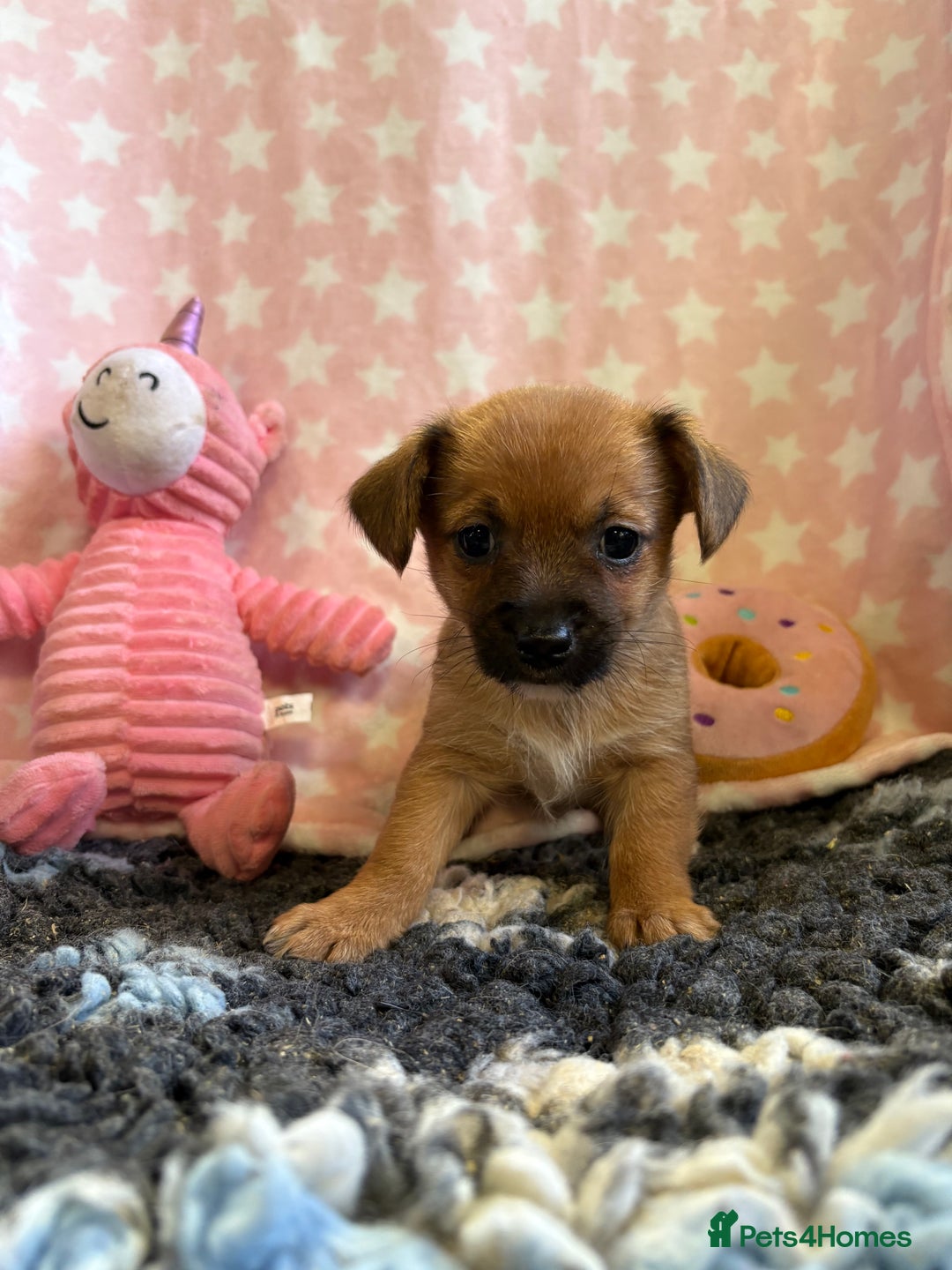 Mixed Breed dogs for sale: Stunning Tiny Yorkie Jack puppies  - Image 5